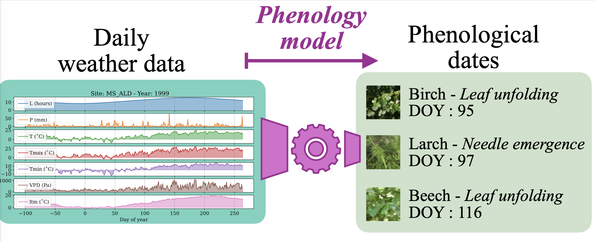phenology modeling